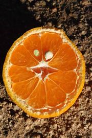              Fruit cross-section (Riverside, CA)       