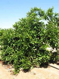            Habit (Riverside, CA)   