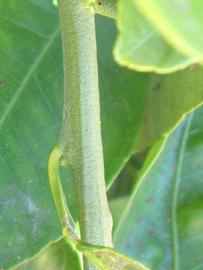            First year twig (Riverside, CA)   