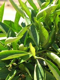              Sun leaves (Riverside, CA)       