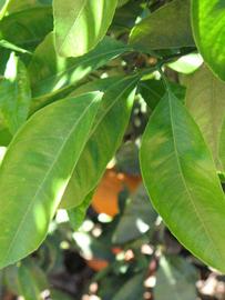              Shade leaves (Riverside, CA)       