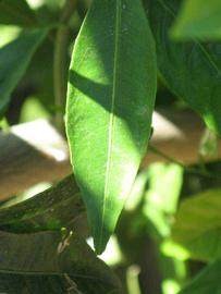              Margin (Riverside, CA)       