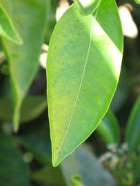              Margin (Riverside, CA)       