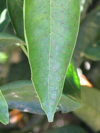              Margin (Riverside, CA)       