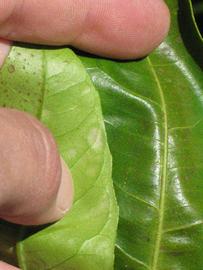              Margin (Riverside, CA)       