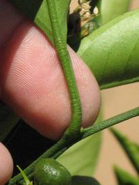              Petiole (Riverside, CA)       