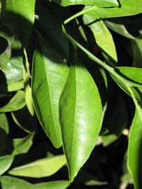              Unifoliolate leaf (Riverside, CA)       