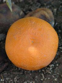            Fruit (Riverside, CA)   