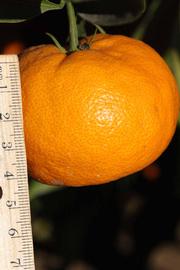              Fruit (Riverside, CA)       