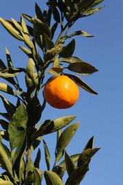              Fruit (Riverside, CA)       