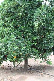            Habit (Riverside, CA)   