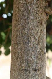            Bark (Riverside, CA)   