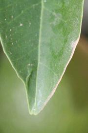              Margin (Riverside, CA)       