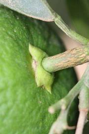            Immature fruit (Riverside, CA)   