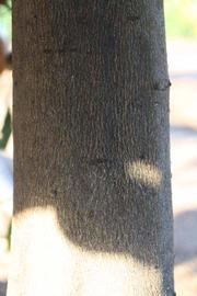              Bark (Riverside, CA)       