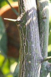              Second - third year twig (Riverside, CA)       