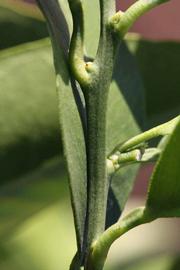              First year twig (Riverside, CA)       