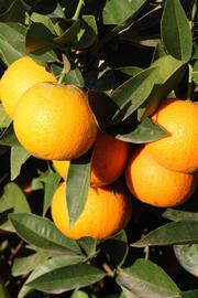              Fruit (Riverside, CA)       