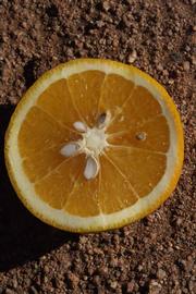              Fruit cross-section (Riverside, CA)       