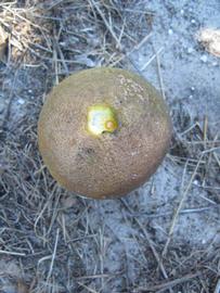               Fruit (Winter Haven, FL)       