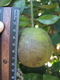              Immature fruit (Winter Haven, FL)       