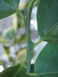              First year twig (Winter Haven, FL)       