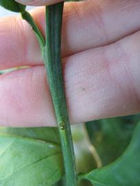              First year twig (Winter Haven, FL)       