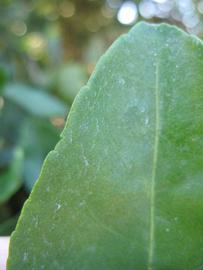              Margin (Winter Haven, FL)       