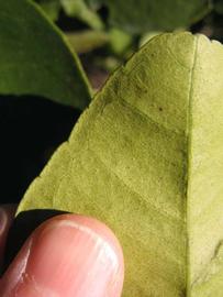              Margin (Winter Haven, FL)       