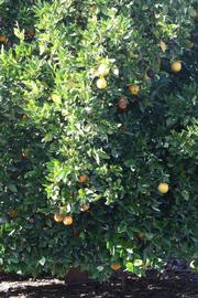            Habit (Riverside, CA)   