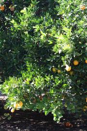            Habit (Riverside, CA)   