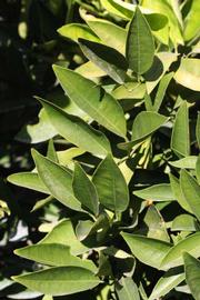            Sun leaves (Riverside, CA)   