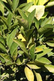              Sun leaves (Riverside, CA)       