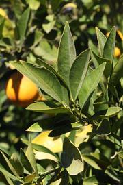            Sun leaves (Riverside, CA)   