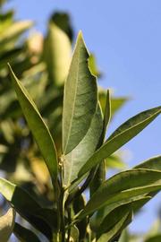            Sun leaves (Riverside, CA)   
