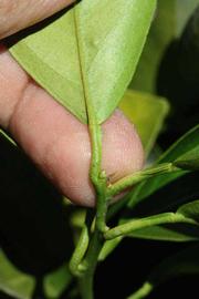              Petiole (Riverside, CA)       