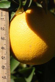              Fruit (Riverside, CA)       