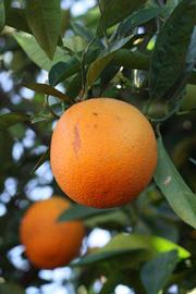              Fruit (Riverside, CA)       