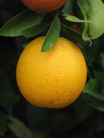            Fruit (Riverside, CA)   