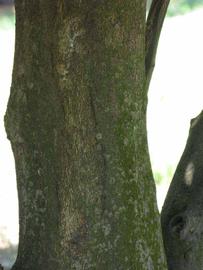            Bark (Winter Haven, FL)   