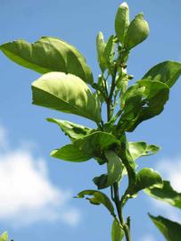              Sun leaves (Winter Haven, FL)       