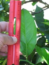              Unifoliolate leaf (Winter Haven, FL)       