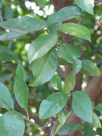              Shade leaves (Winter Haven, FL)       