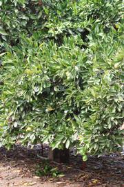            Habit (Riverside, CA)   