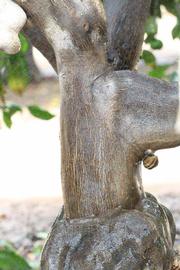            Bark (Riverside, CA)   