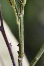            First year twig (Riverside, CA)   