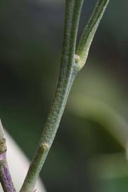            First year twig (Riverside, CA)   