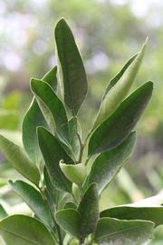             Sun leaves (Riverside, CA)       