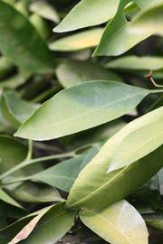              Unifoliolate leaf (Riverside, CA)       