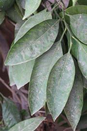              Shade leaves (Riverside, CA)       